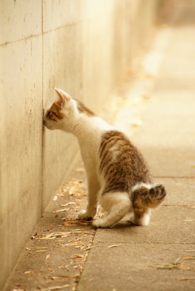 Cat pictures｜にゃんだ？