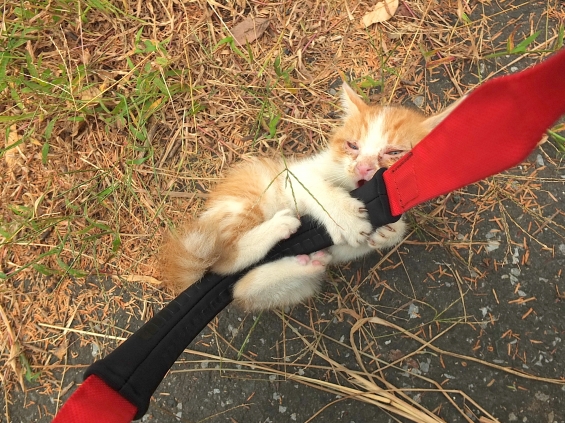 Cat pictures｜はにゃさにゃい。