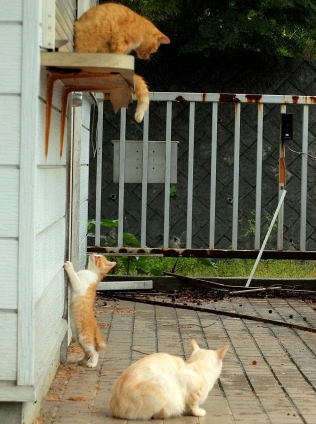 Cat pictures｜ボクも登りたいにゃ。