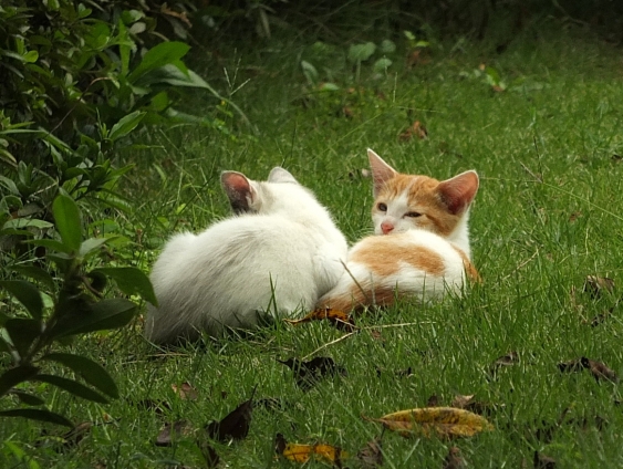 Cat pictures｜きょうだい
