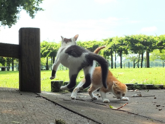 Cat pictures｜やるか～！