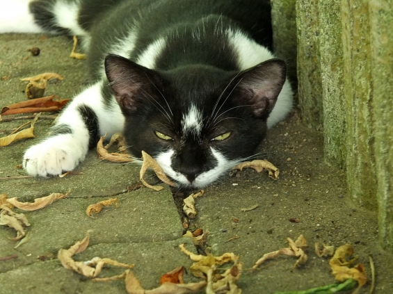 Cat pictures｜ギロリ・・・・・