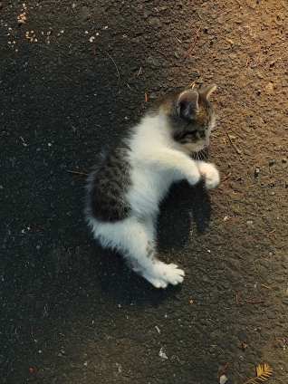 Cat pictures｜おちび
