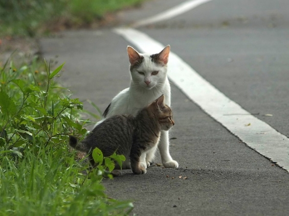 Cat pictures｜おねえちゃんと。