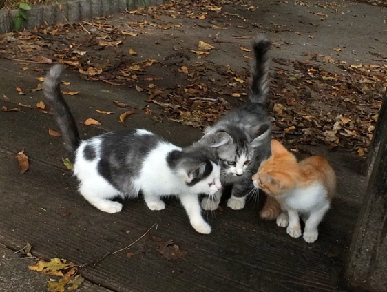 Cat pictures｜相談中。