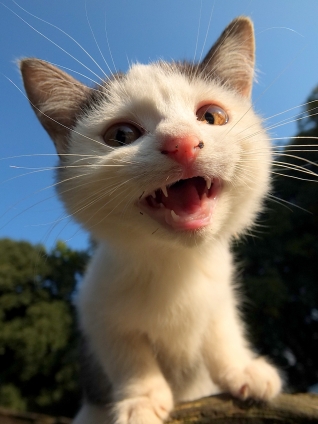 Cat pictures｜みゃ～！