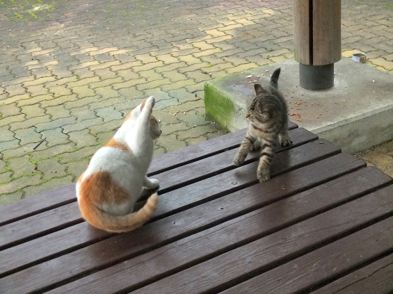 Cat pictures｜ねこぱんち！