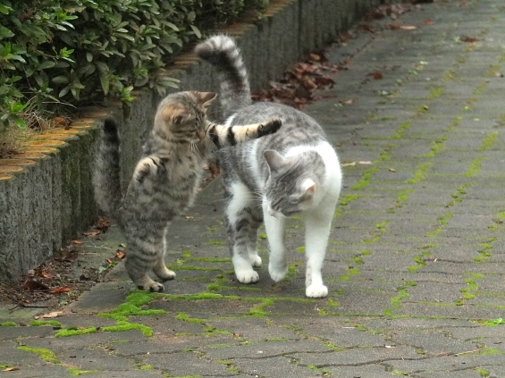 Cat pictures｜にいちゃんみてみて～！