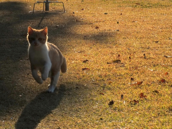 Cat pictures｜いそげいそげ～！