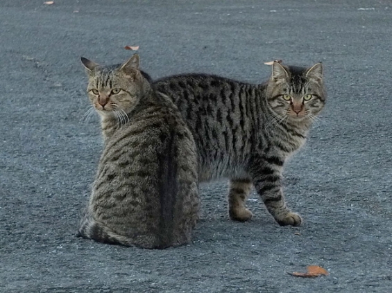 Cat pictures｜きょうだい