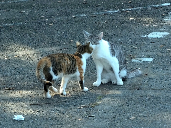 Cat pictures｜ごあいさつ。