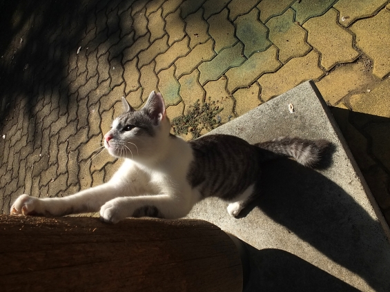 Cat pictures｜とぎとぎ。