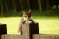 今日はどんな相談ですにゃ？ 