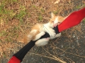 はにゃさにゃい。