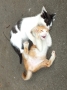 くすぐったいにゃ。