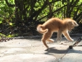 ぴょんっ！