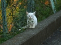 ちょこんと。
