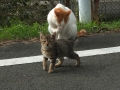 おちび