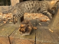 ぴょんっ！