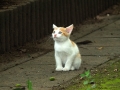 みつめる
