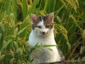 田んぼ猫