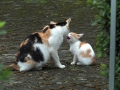 あ～んして。