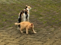 母ちゃん守るぜ～！