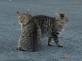 きょうだい