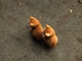 きょうだい