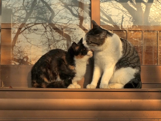 Cat pictures｜らぶらぶ❤