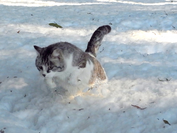 Cat pictures｜雪　猫