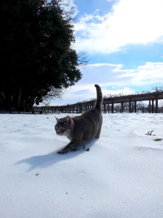 Cat pictures｜歩きにくい。
