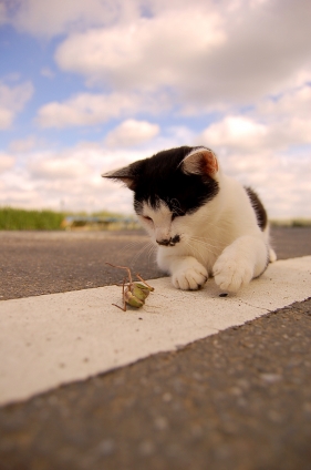 Cat pictures｜にゃんだ？