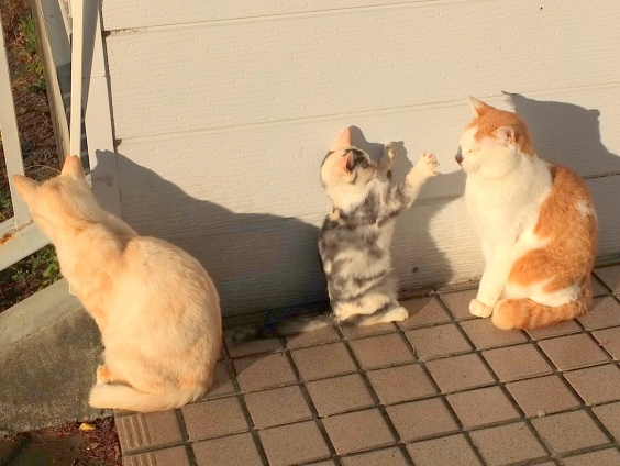 Cat pictures｜いないいないばぁ～！