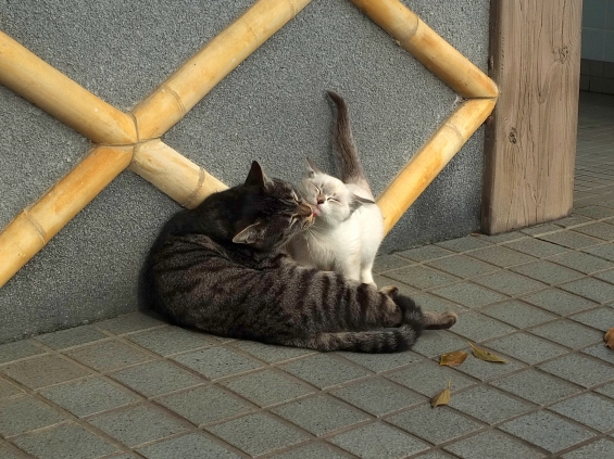 Cat pictures｜親子