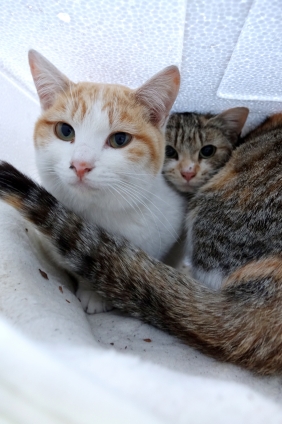Cat pictures｜二人暮らし