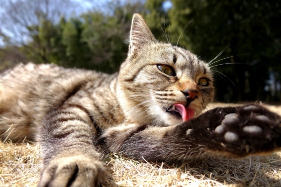 Cat pictures｜毛づくろい