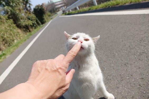 Cat pictures｜つんつん