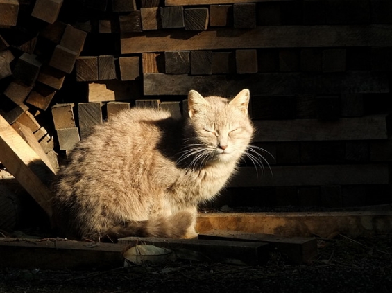 Cat pictures｜唐沢山にゃんこ
