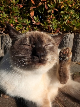 Cat pictures｜大仏