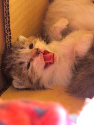 Cat pictures｜ふぁ～っ。