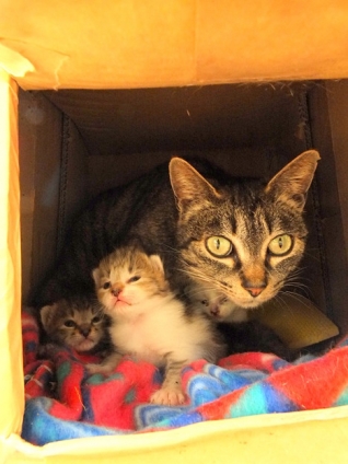 Cat pictures｜ママと。
