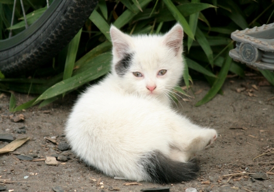 Cat pictures｜純真無垢