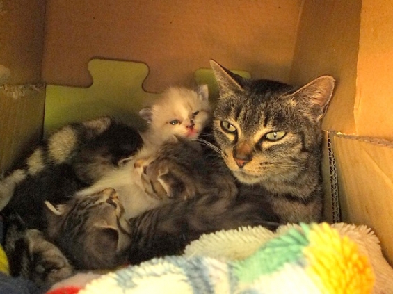 Cat pictures｜今日の親子