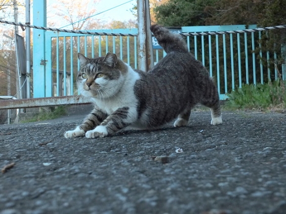 Cat pictures｜チャームポイントは短い脚。