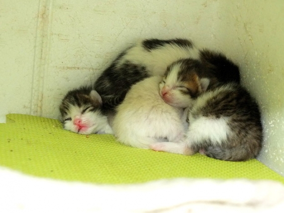 Cat pictures｜産まれたて