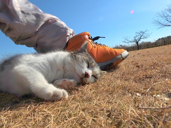 Cat pictures｜寝てます。