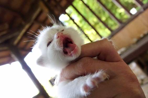 Cat pictures｜今日の子猫