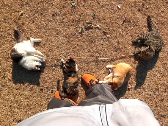 Cat pictures｜綱引き