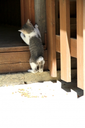 Cat pictures｜小さな背中